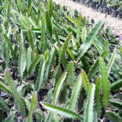 Combo dragon fruit plant 