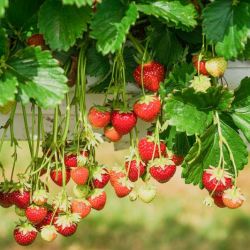 Strawberry plants 