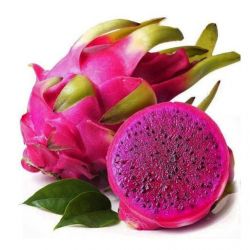 Pink Dragon fruit plant