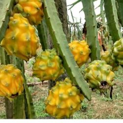 Yellow dragon fruit plant