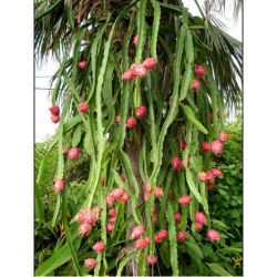 White dragon fruit plant