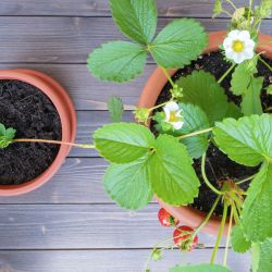 Strawberry plants 