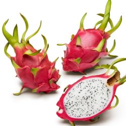 Combo dragon fruit plant 