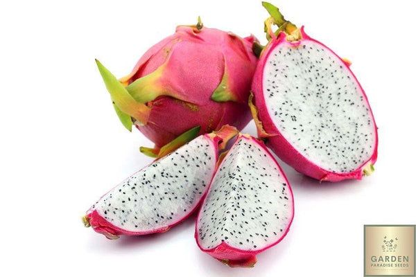 White dragon fruit plant