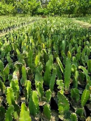 Pink Dragon fruit plant