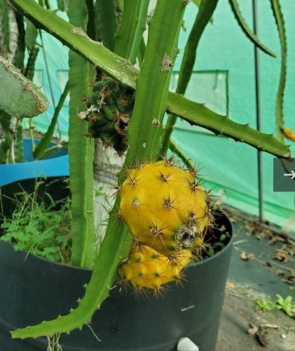 Yellow dragon fruit plant