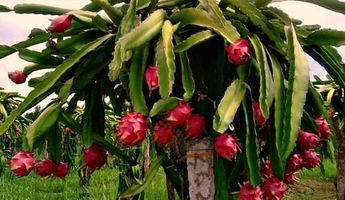 Pink Dragon fruit plant
