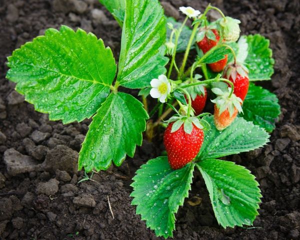Strawberry plants 