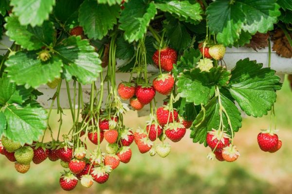 Strawberry plants 
