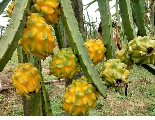 Yellow dragon fruit plant