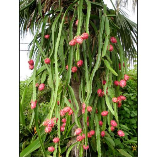 White dragon fruit plant
