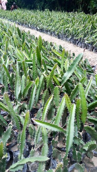 White dragon fruit plant