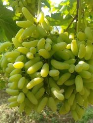 Shonaka Grapes 