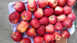Red delicious Apple 