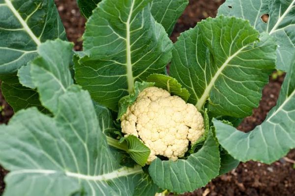 Desi cauliflower 