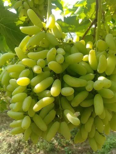Shonaka Grapes 