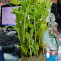 2 step money plant with bowl 