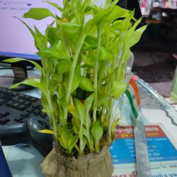 3 step money plant with bowl