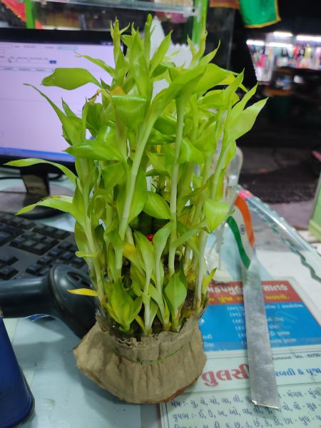 3 step money plant with bowl