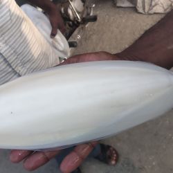 Cuttle bone For birds