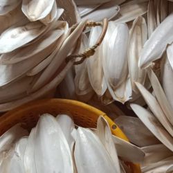 Cuttle bone For birds