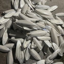 Cuttle bone For birds