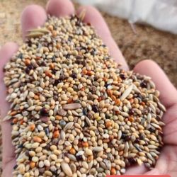 Buggees and finches seed mix