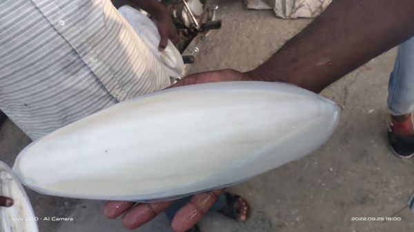 Cuttle bone For birds