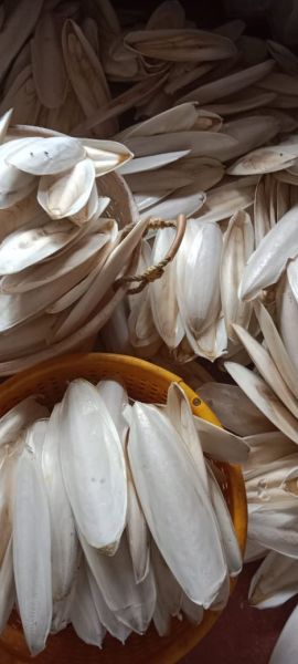 Cuttle bone For birds
