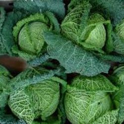 Savoy Cabbage
