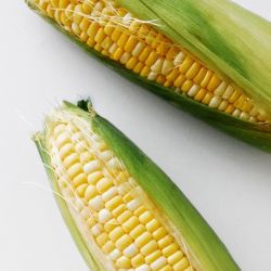 Sweet Corn