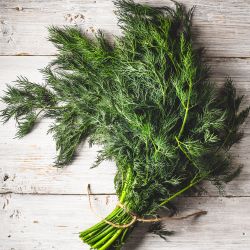 Organic Dill Leaves