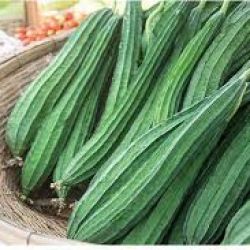 Ridge Gourd ( Turai )