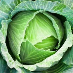 Organic Fresh Cabbage