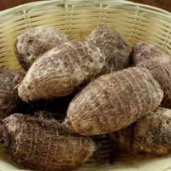 Colocasia (arbi- arvi- surti - Brown Eddoes)