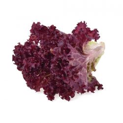 Red Leaf Lettuce (Lollo Rosso)