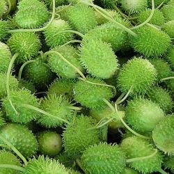 Spiny Gourd (kantola)