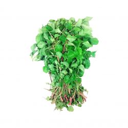 Amaranthus Green (Tandaljo)