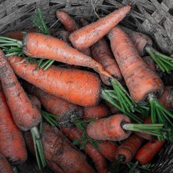 Carrots  (Indian fresh)