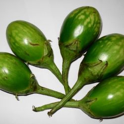 Green Brinjal