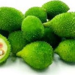 Spiny Gourd (kantola)