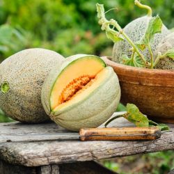Organic Muskmelon (cantaloupe/shakkar teti)