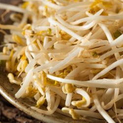White Bean Sprouts 