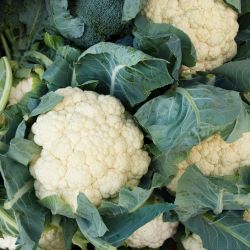 Cauliflower 