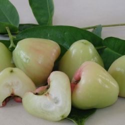White Jamun ( Jambu/Jamb/Jammu/ Bell apple/Wax apple)