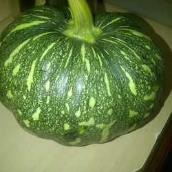 Pumpkin (green/orange)
