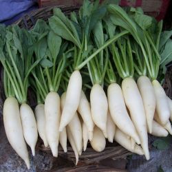 Radish