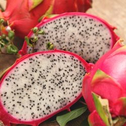 Dragon Fruit 