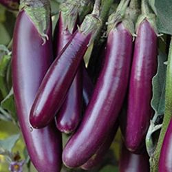Organic Brinjal Long 