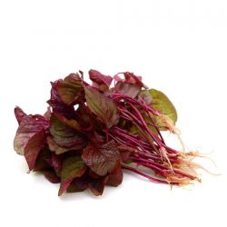 Amaranthus Red